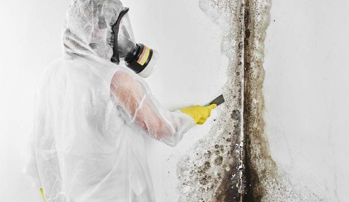 professional worker mold removal and remediation service