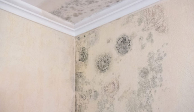 Mold Remediation Services